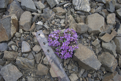 Erysimum pallasii