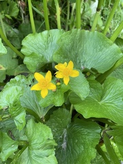 Caltha fistulosa
