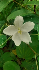 Bauhinia acuminata