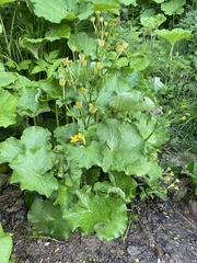 Caltha fistulosa