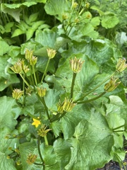 Caltha fistulosa