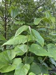 Reynoutria sachalinensis