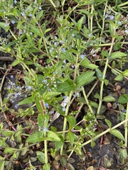Veronica americana