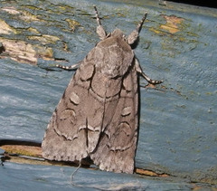 Acronicta radcliffei