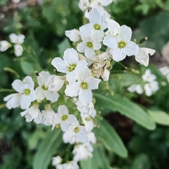 Armoracia sisymbrioides