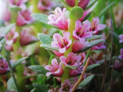 sea milkwort (Glaux maritima)
