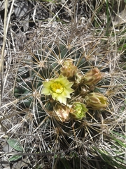 Ancistrocactus tobuschii