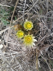 Ancistrocactus tobuschii