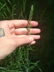 Elymus repens