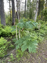 Heracleum maximum