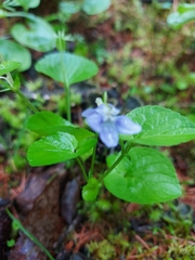 Viola sacchalinensis