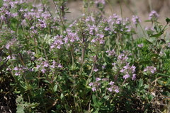Thymus pannonicus