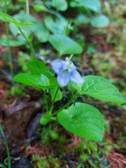 Viola sacchalinensis