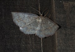Metarranthis amyrisaria