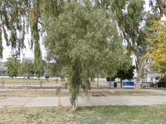 Acacia salicina