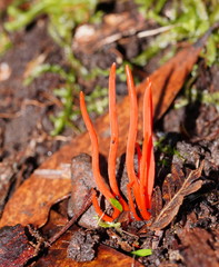 Clavulinopsis sulcata
