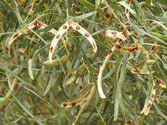 Acacia salicina
