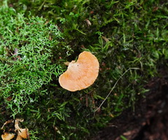 Panellus ligulatus