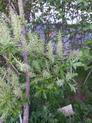 Salix bebbiana