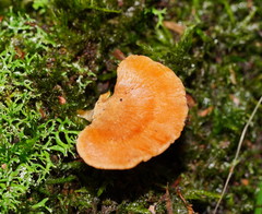 Panellus ligulatus