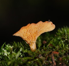 Panellus ligulatus