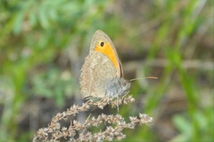 Hyponephele lupinus