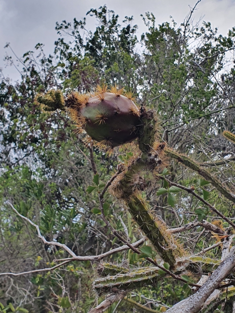 Leptocereus demissus