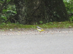 Motacilla cinerea