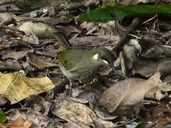Meliphaga notata