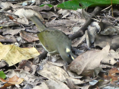 Meliphaga notata