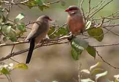 Estrilda troglodytes