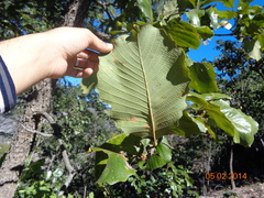 Quercus resinosa