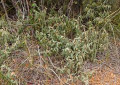 Seringia integrifolia