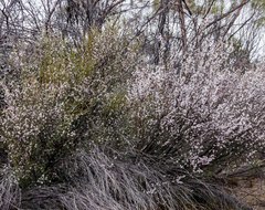 Leptospermum erubescens