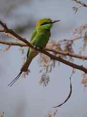 Merops viridissimus