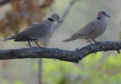 Streptopelia vinacea
