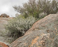 Leptospermum erubescens