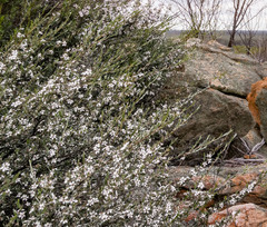 Leptospermum erubescens