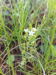 Thesium repens