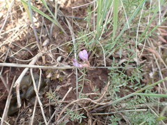 Astragalus angarensis