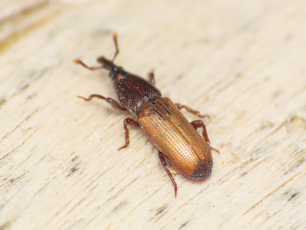 Mesites pallidipennis