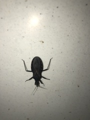 Triatoma gerstaeckeri