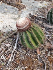 Melocactus