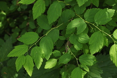 Spiraea chamaedryfolia