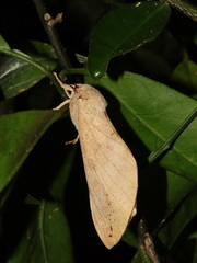 Oxycanus beltista