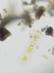 Fragilaria