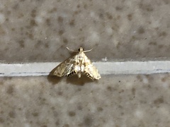 Petrophila heppneri
