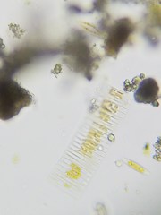 Fragilaria