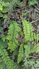 Cheilanthes chusana