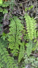 Cheilanthes chusana